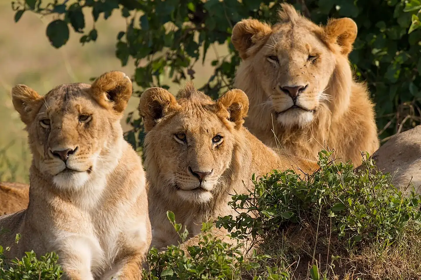 A pride of lions in Kenya’s Maasai Mara National Reserve