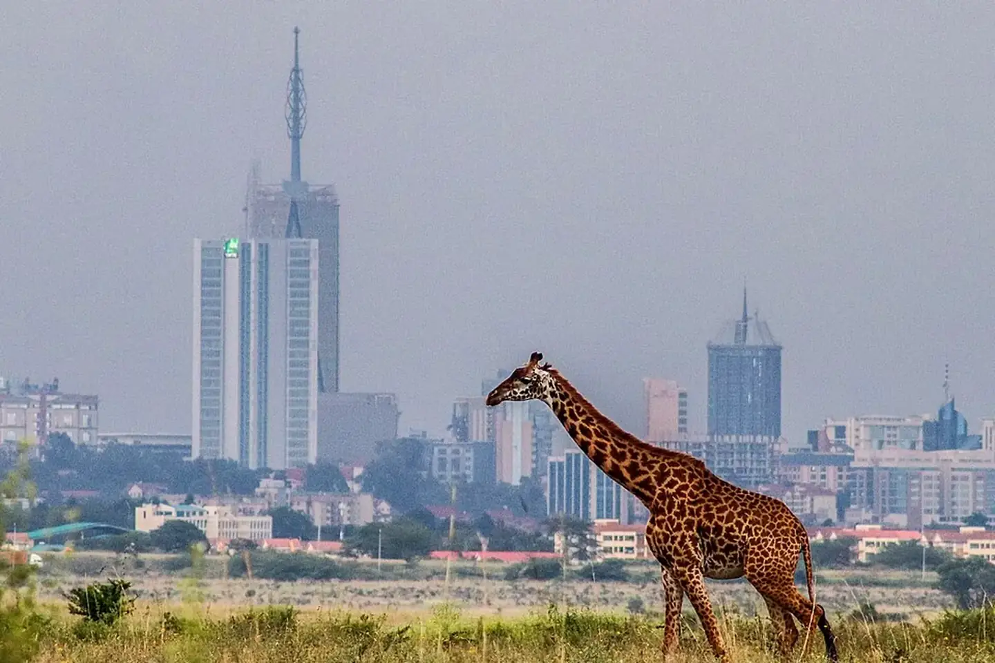 A giraffe in Nairobi National Park with the city skyline beyond