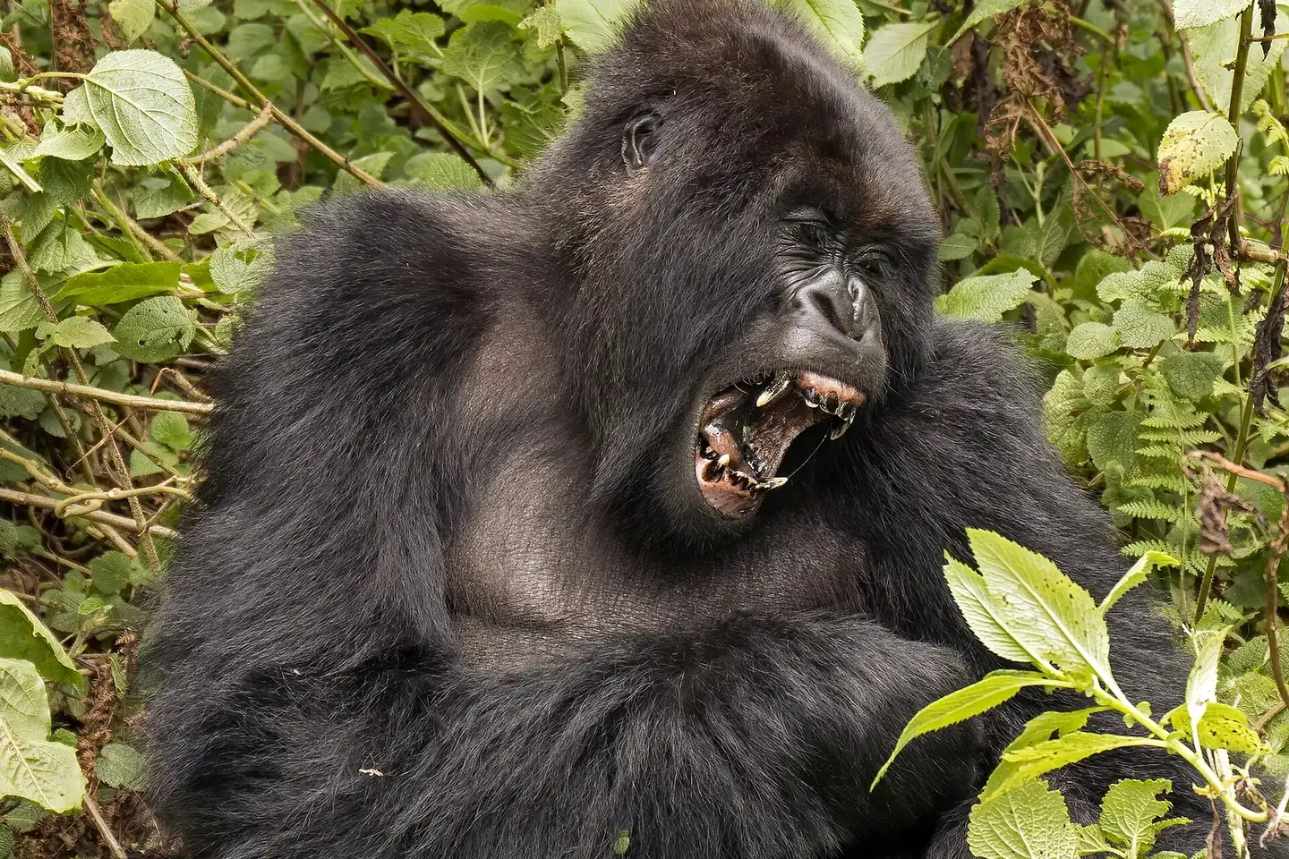 Mountain gorilla (Gorilla beringei beringei) yawn in Volcanoes National Park, Rwanda