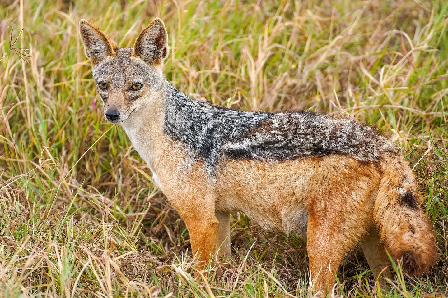 013 Black-backed jackal in the Ngorongoro Crater Photo by Giles Laurent in Ngorongoro Crater, Tanzania