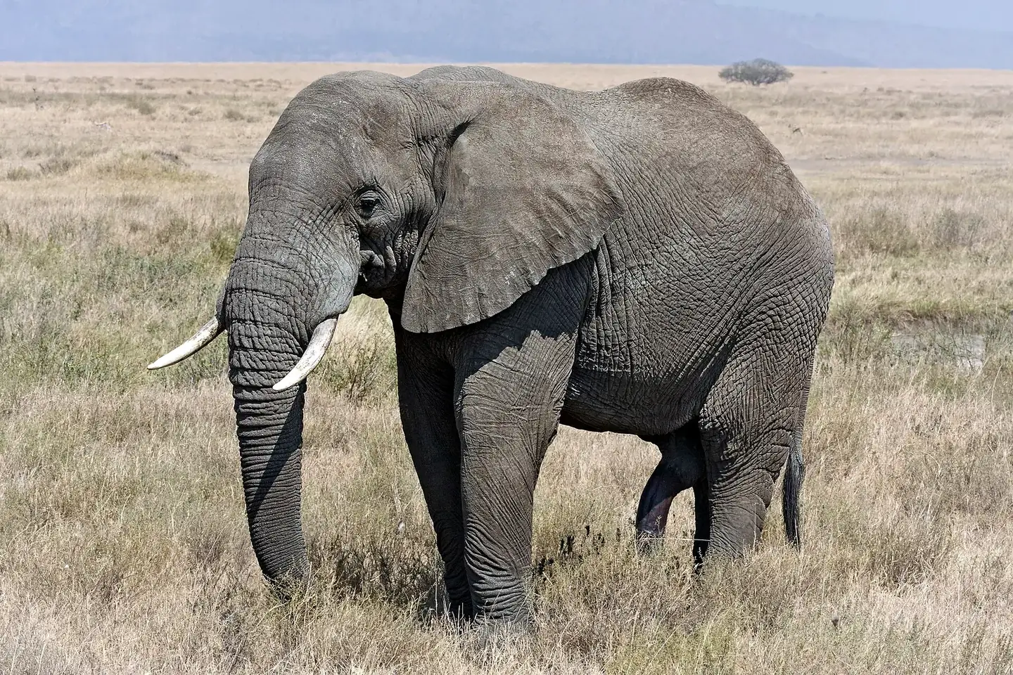 Safari wildlife in Tanzania